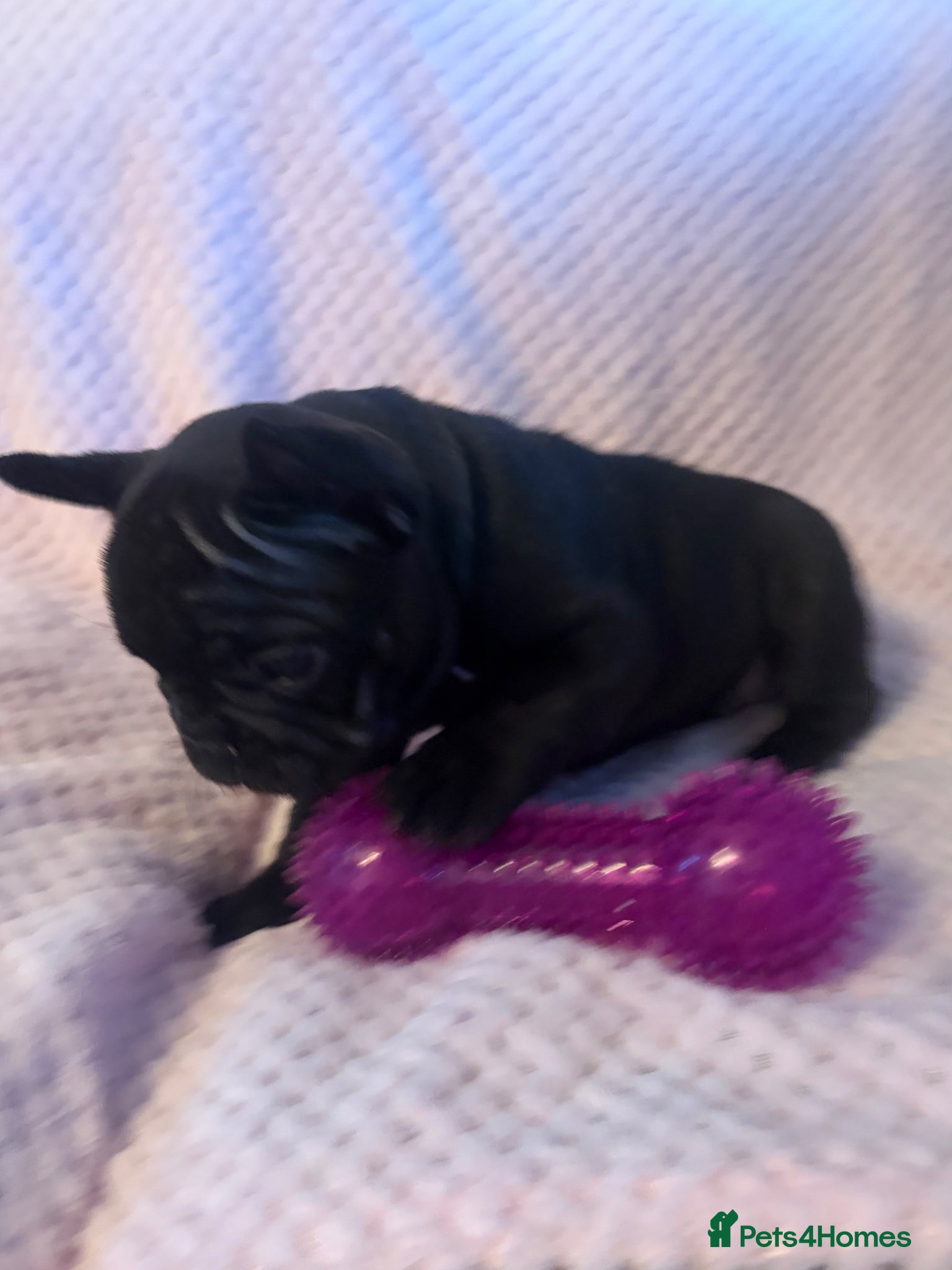 French Bulldog dogs French bulldog last one left  - Advert 5