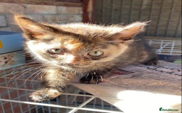 Mixed Breed cats for sale: Beautiful coloured kittens - Image 4