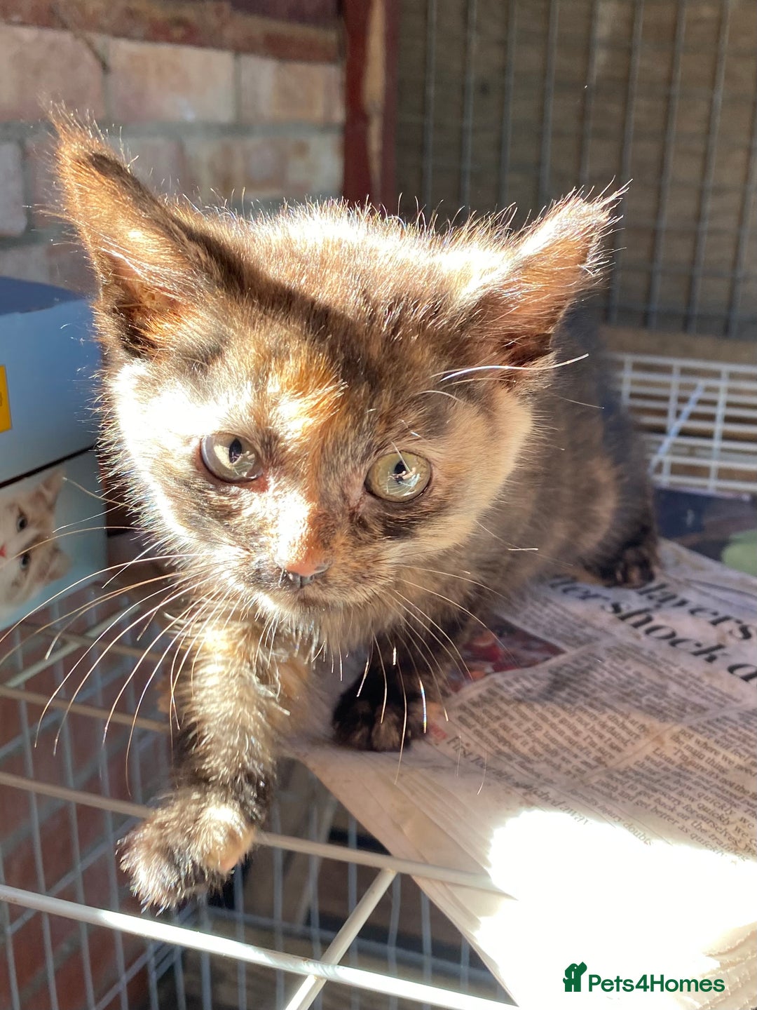 Mixed Breed cats for sale: Beautiful coloured kittens - Image 4