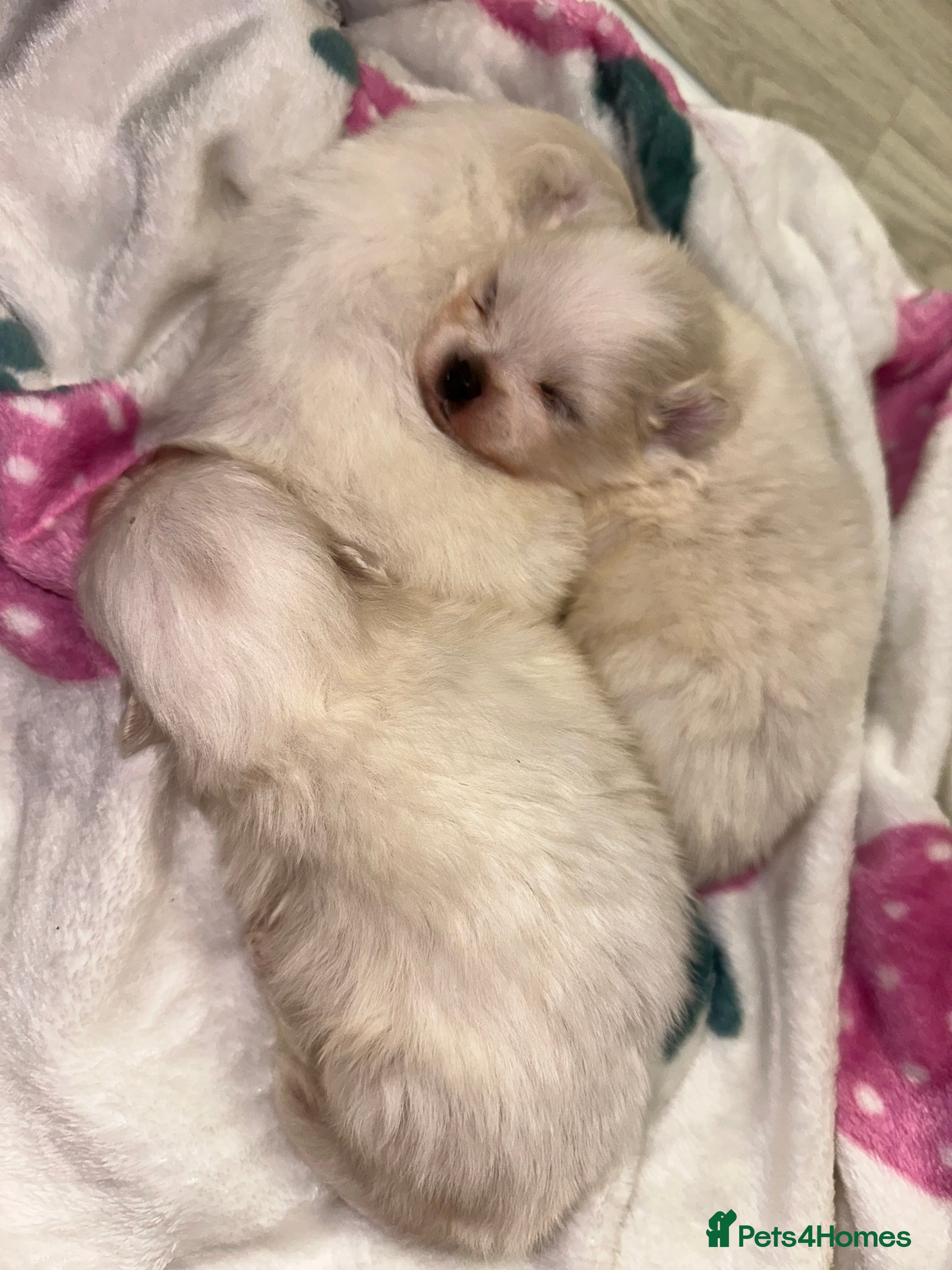 Pomeranian dogs Pomeranians  - Advert 2