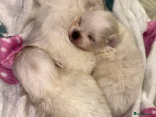 Pomeranian dogs Pomeranians - Advert 2