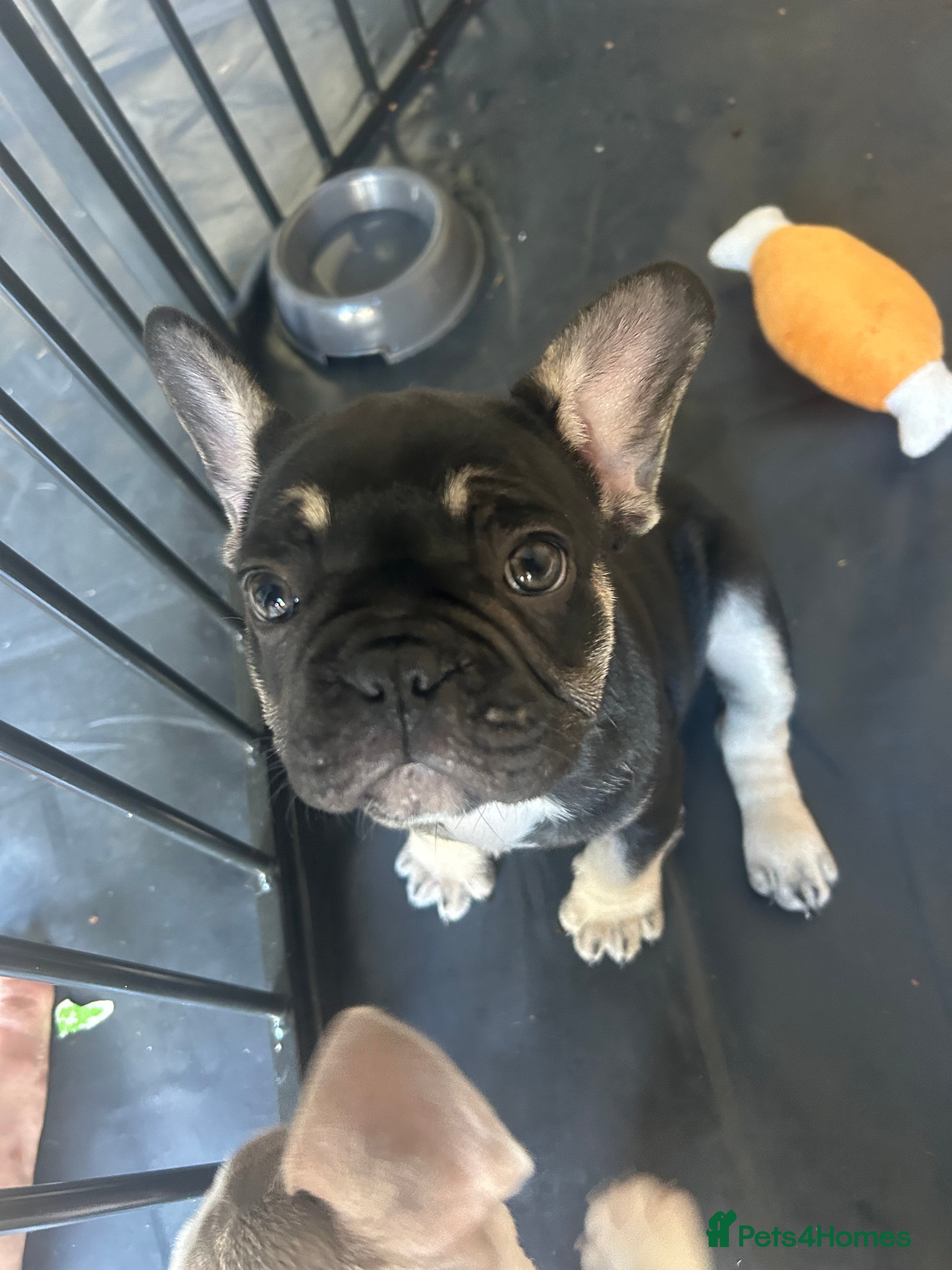 French Bulldog dogs Beautiful french bulldogs - Advert 2