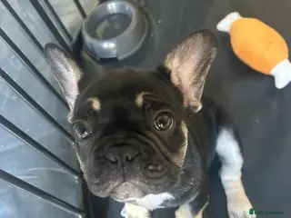 French Bulldog dogs Beautiful french bulldogs - Advert 10