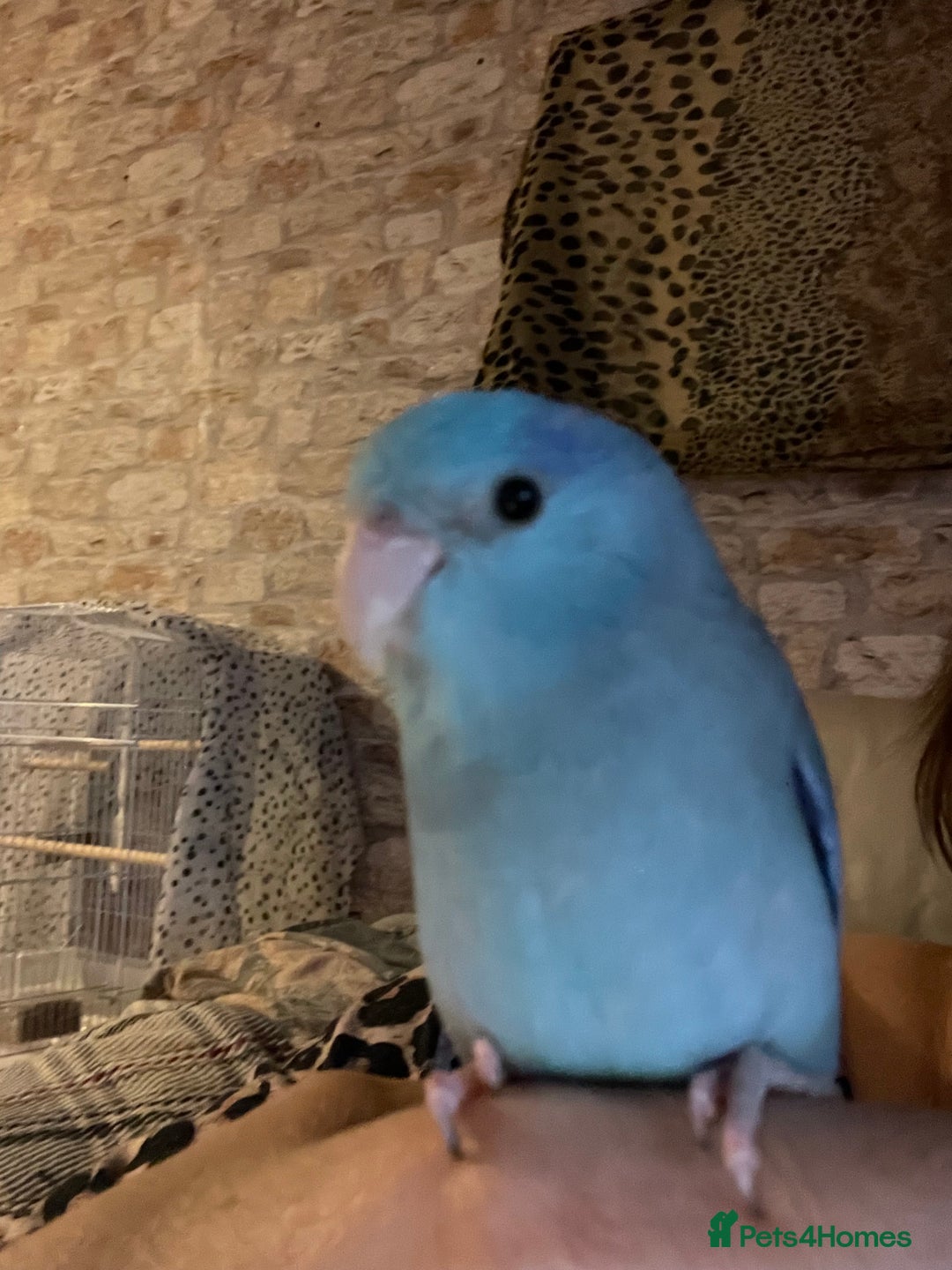Parakeets birds for sale: Beautiful hand tamed baby specific parottlet  - Advert 1