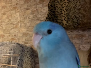 Parakeets birds Beautiful hand tamed baby specific parottlet - Advert 5