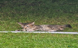 Bengal cats for sale: 5 kittens - 4 ginger and 1 galaxy - Image 3