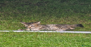 Bengal cats - Advert 1