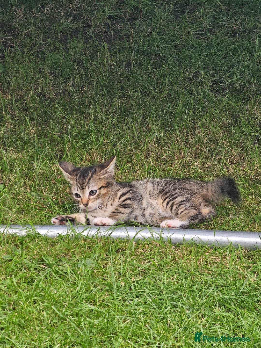 Bengal cats for sale: 5 kittens - 4 ginger and 1 galaxy - Image 3