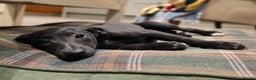 Whippet dogs for sale: Black whippet female - Advert 4