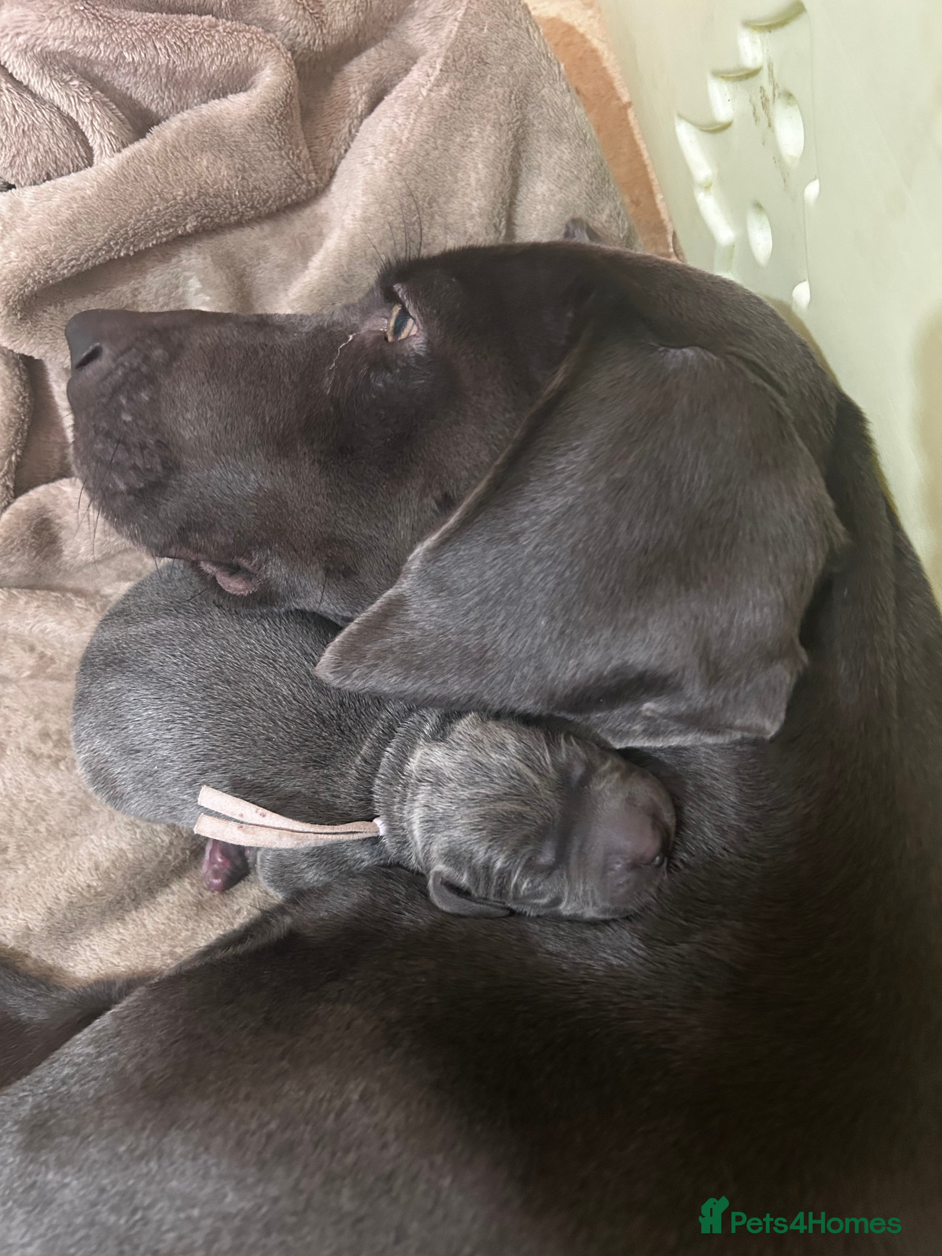 Weimaraner dogs Weimaraner puppies for sale  - Advert 1