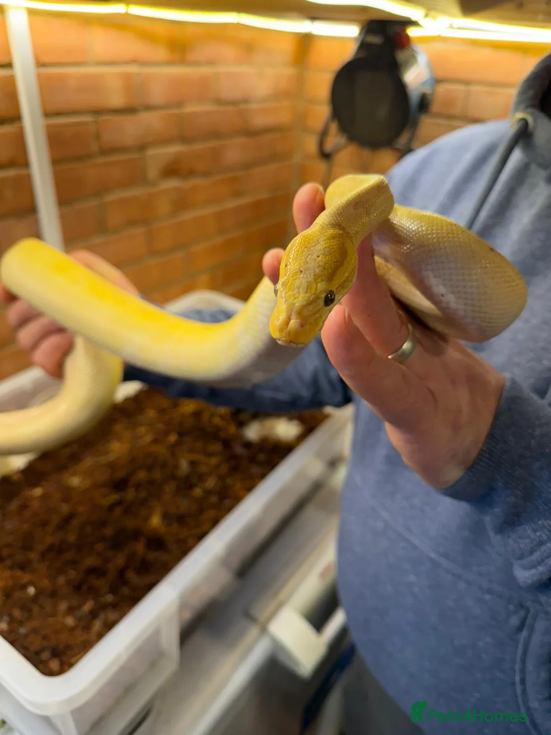 Python Snake reptiles for sale: 9 ball pythons  - Advert 20