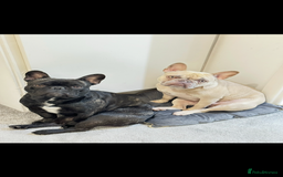 French Bulldog dogs for sale: Lilac French bulldog puppy  - Image 3