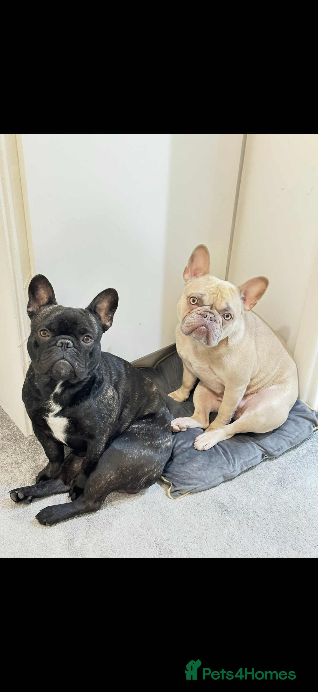 French Bulldog dogs for sale: Lilac French bulldog puppy  - Image 3