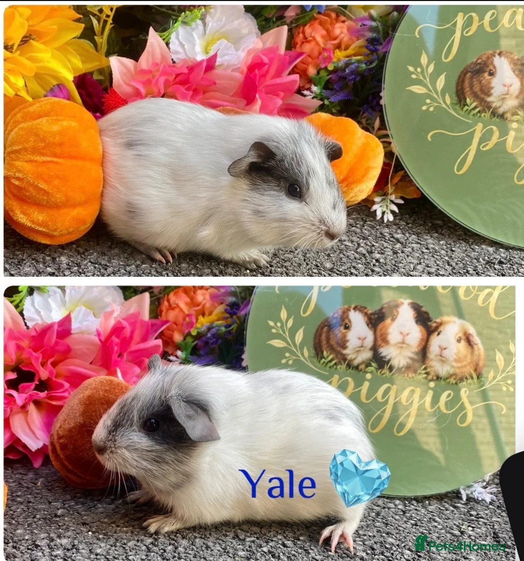 Guinea Pig rodents for sale: Pedigree Lunkarya/Blue/ Dalmation Guinea pigs  - Advert 6