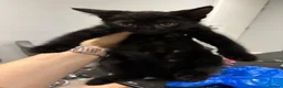 Bombay cats for sale: Black male cat for sale  in Halesowen - Advert 4