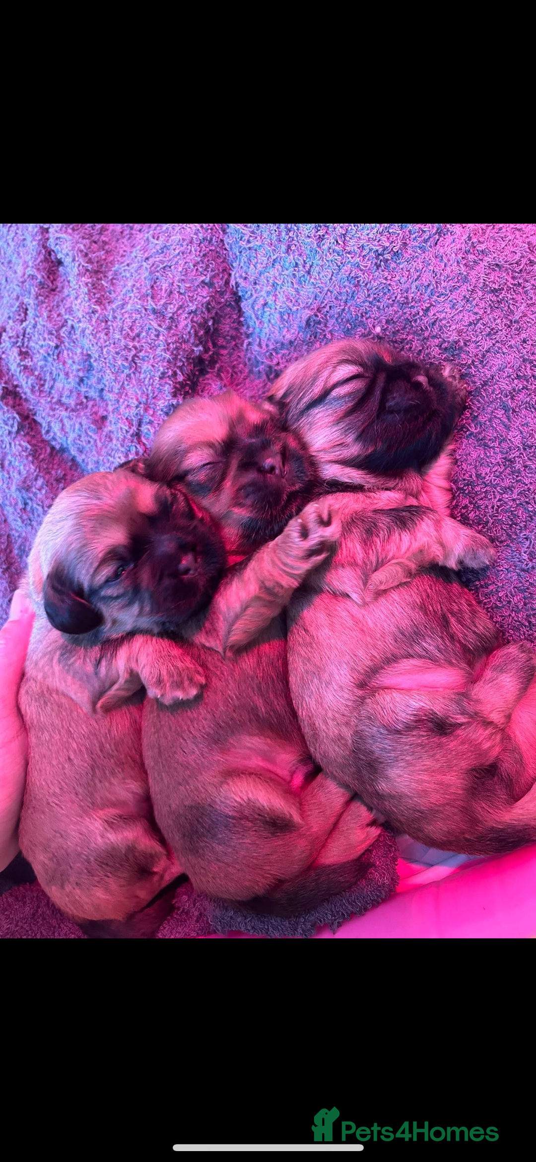 Zuchon dogs for sale: Zuchon pups - Image 2