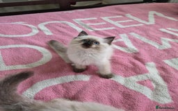 Ragdoll cats for sale: Ragdoll kittens  - Image 5
