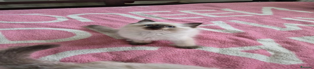 Ragdoll Kitten 1