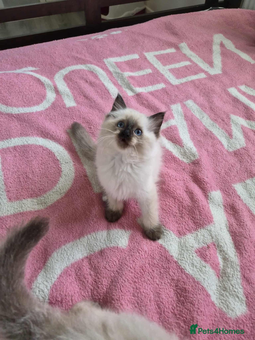 Ragdoll cats for sale: Ragdoll kittens  - Image 5