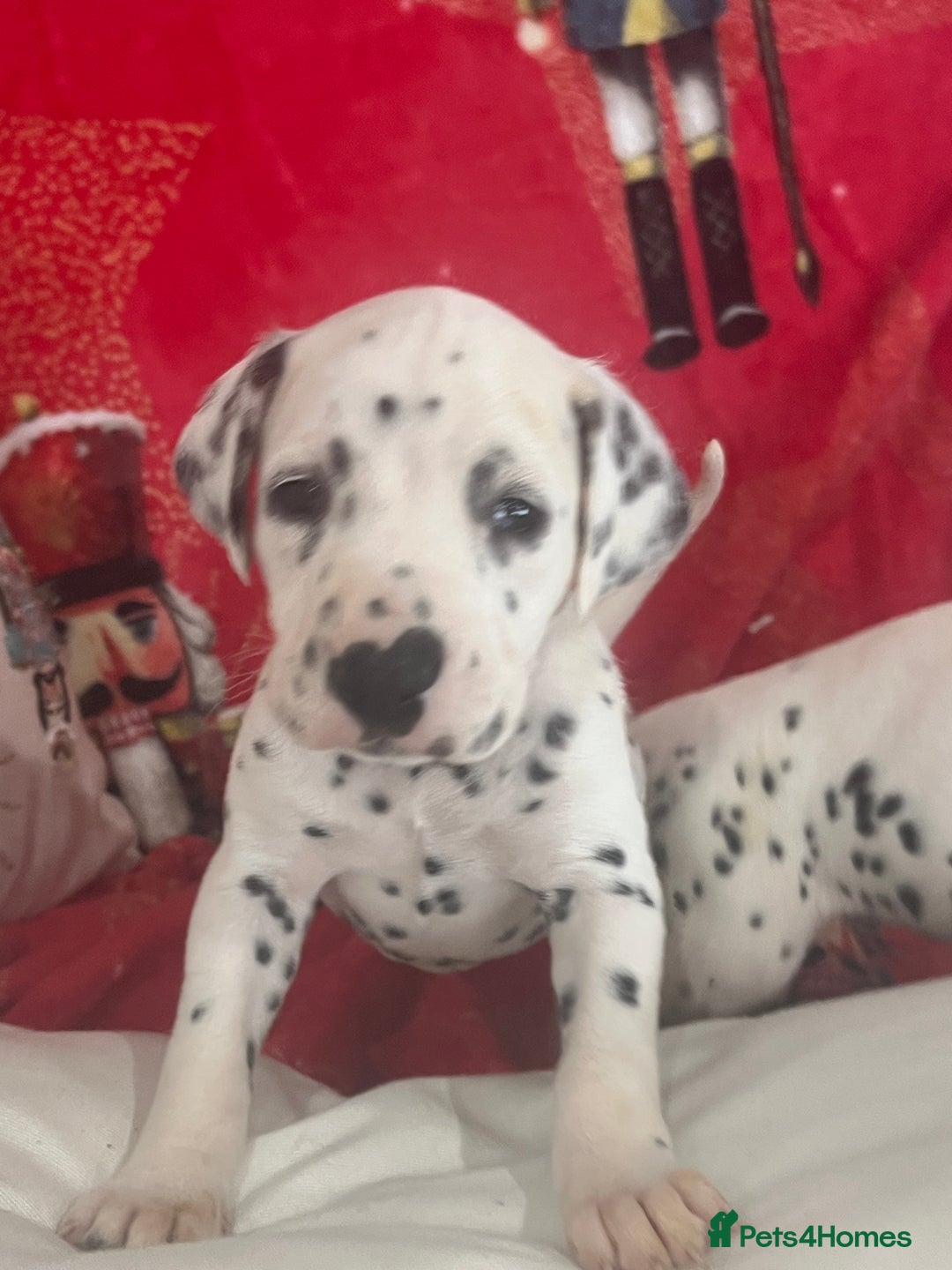Dalmatian dogs for sale: Top quality Dalmatian puppies 5* homes  - Advert 1