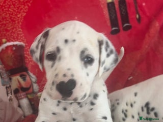Dalmatian dogs Top quality Dalmatian puppies 5* homes - Advert 2