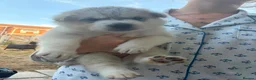Utonagan dogs for sale: 7 stunning husky/malamute puppies in Waltham Abbey - Advert 19