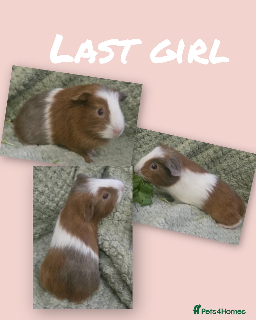 Guinea Pig rodents for sale: Mixture of teddy and funky guinea pig - Advert 2