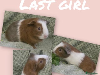 Guinea Pig rodents Mixture of teddy and funky guinea pig - Advert 8