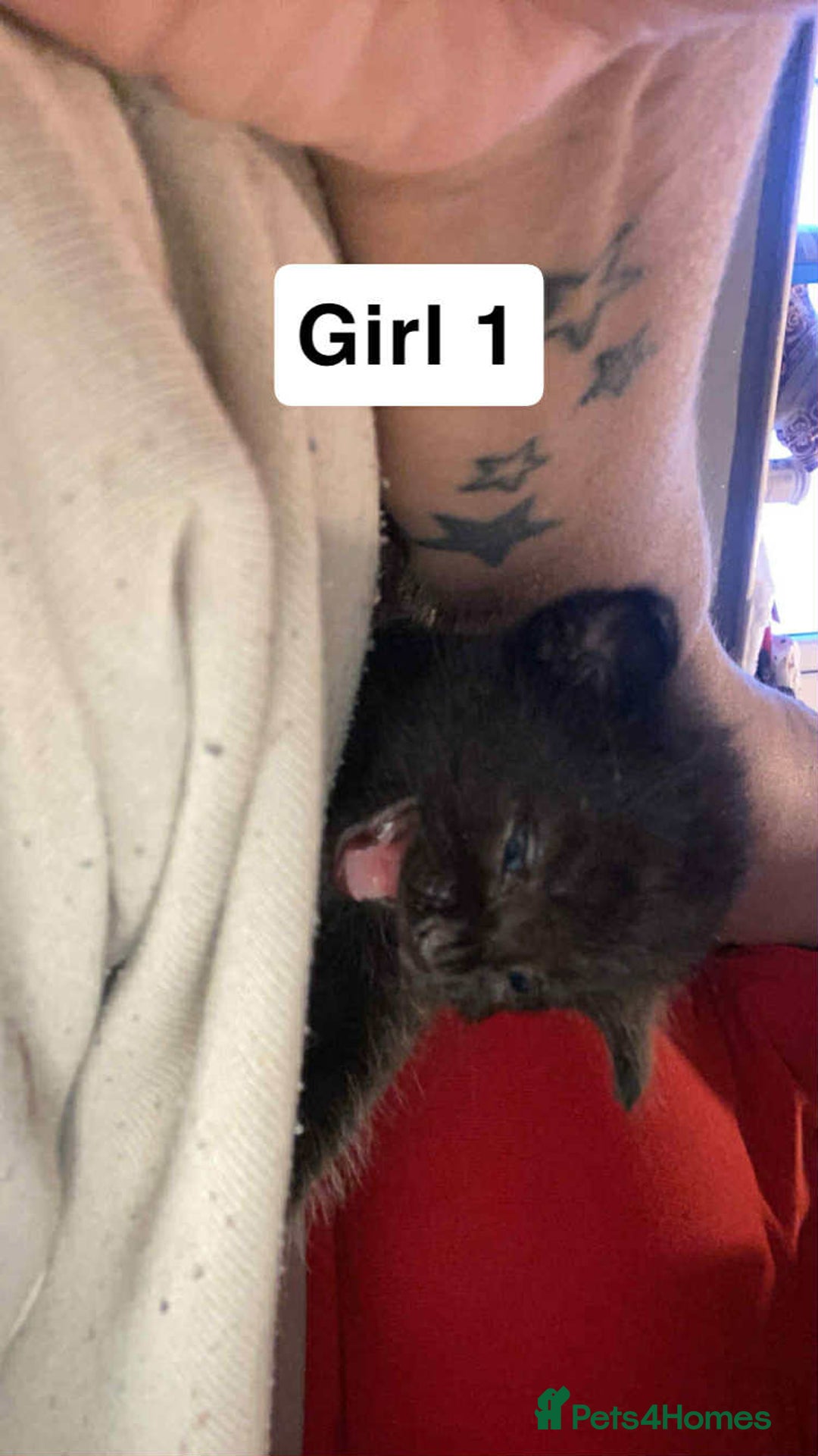 British Shorthair cats for sale: 3 lovely black kittens  - Image 2