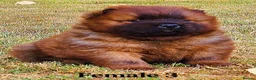 Chow Chow dogs for sale: Crufts and European champions litter  - Advert 8