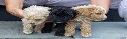 Mini Goldendoodle dogs for sale: Miniature Goldendoodles - Advert 12