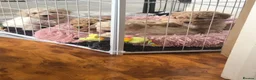 Poochon dogs for sale: Poochon puppies for sale  in Sunderland - Advert 3