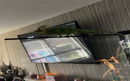 Chameleon reptiles for sale: Pied Veiled Chameleon - Image 3