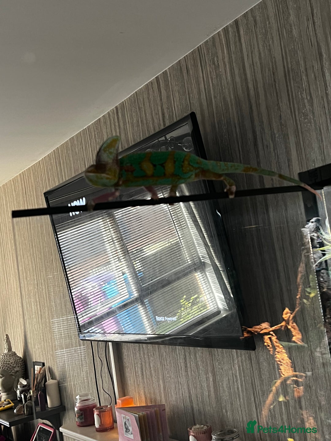 Chameleon reptiles for sale: Pied Veiled Chameleon - Image 3