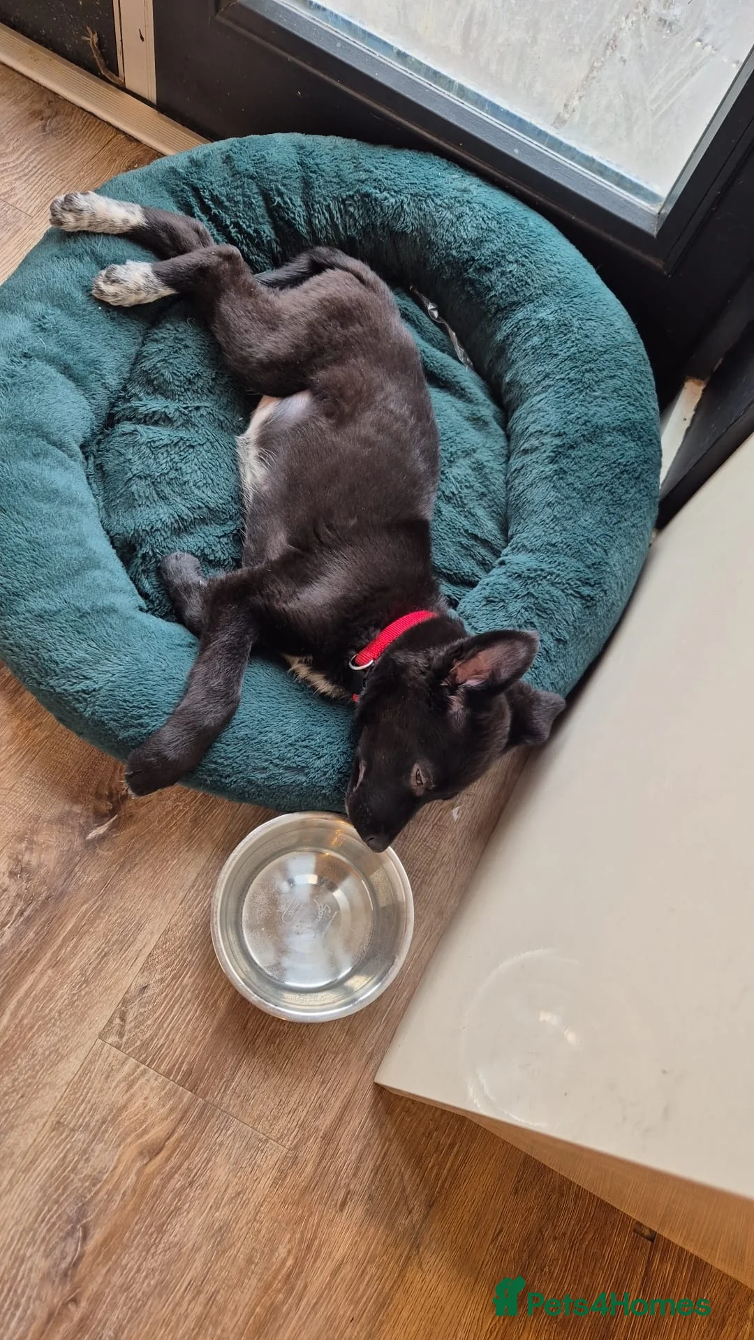 Mixed Breed dogs for sale: Shollie puppy - Advert 1