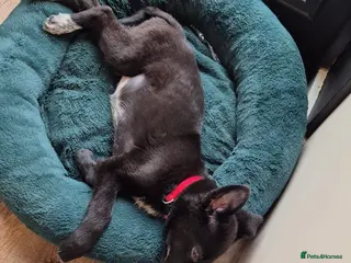 Mixed Breed dogs Shollie puppy - Advert 1