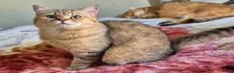 British Shorthair cats for sale: Stunning Black Golden BSH boy 💥 - Advert 4