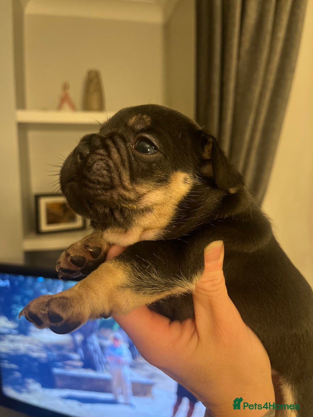 French Bulldog dogs for sale: Beautiful French bulldog puppies  - Advert 6