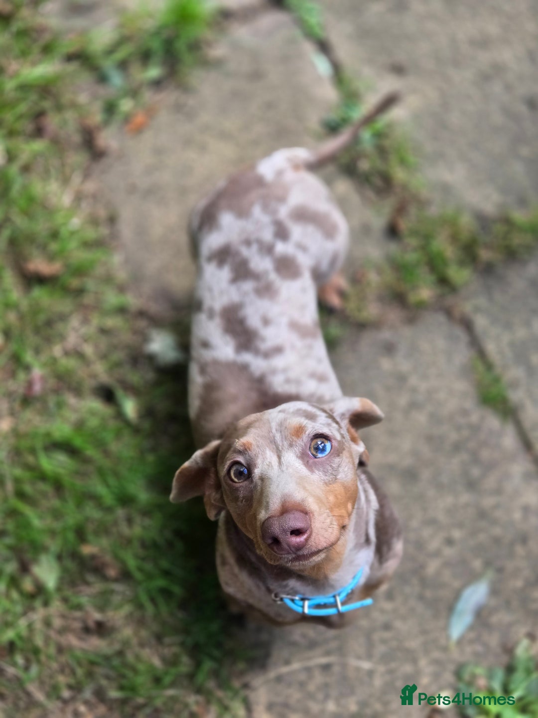 Miniature Dachshund dogs for stud: Stud!! - Advert 3