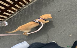 Labrador Retriever dogs for sale: nearly 7 month old labrador girl - Image 22