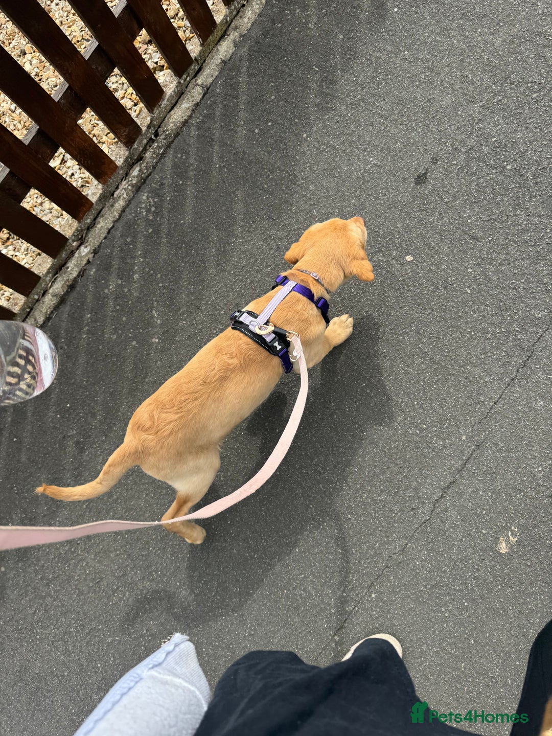 Labrador Retriever dogs for sale: nearly 7 month old labrador girl - Image 22