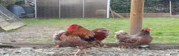 Chickens poultry for sale: Blue laced wynaddote bantam hatching eggs - Advert 4