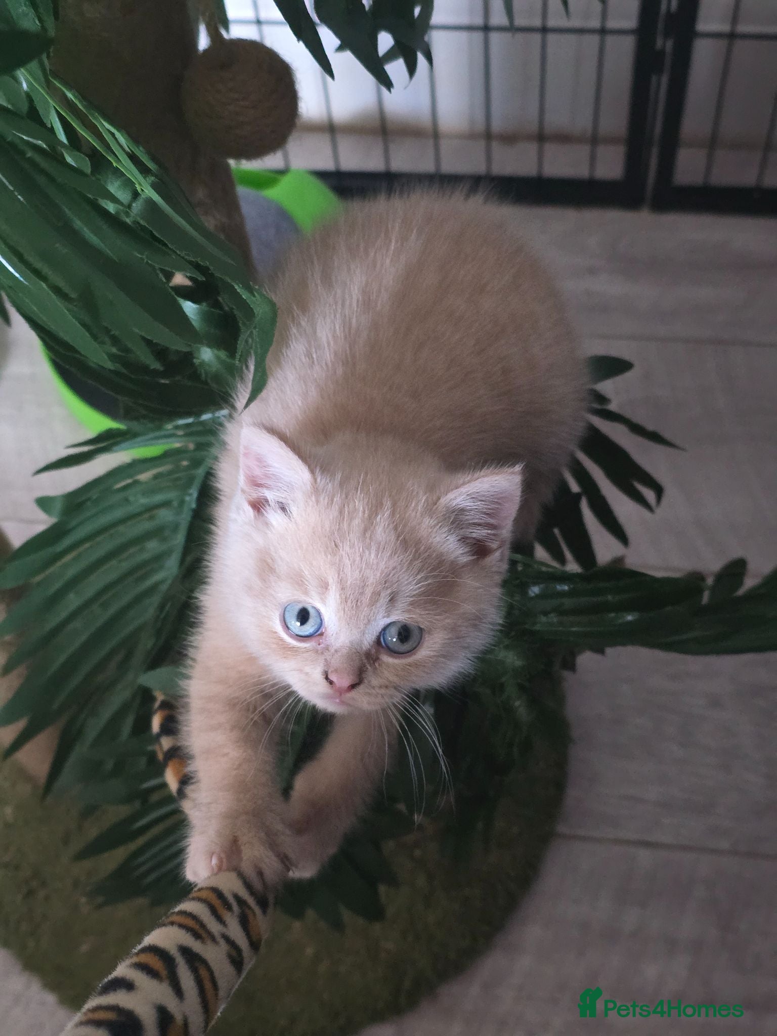 British Shorthair cats Absolutely beautiful kittens looking forever homes - Advert 16