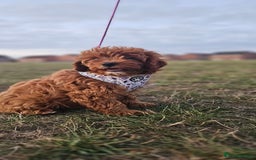 Cavapoo dogs for sale: Cavapoo dna clear  - Image 18
