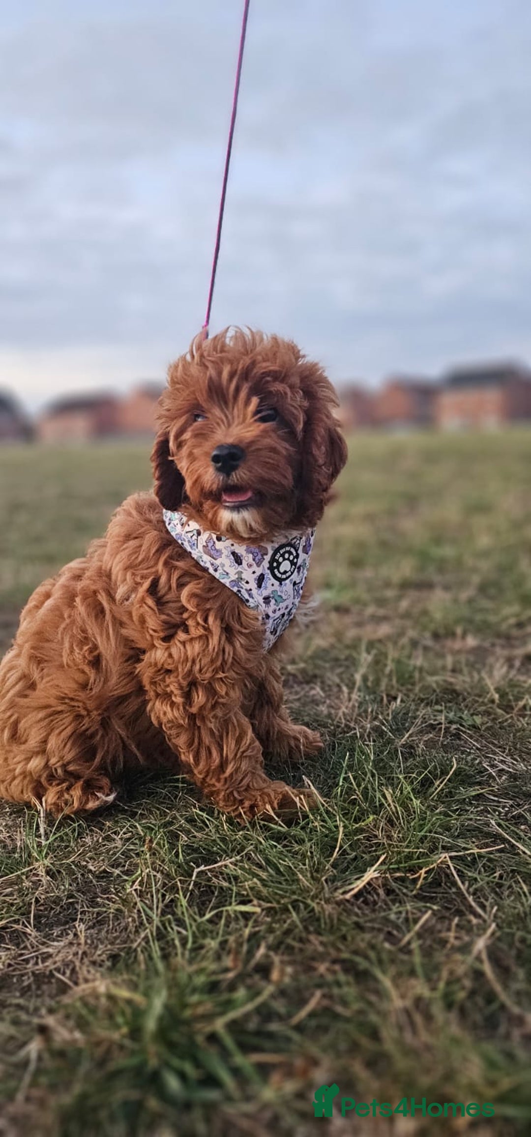Cavapoo dogs for sale: Cavapoo dna clear  - Image 18