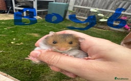 Hamster rodents for sale: Baby syrian hamsters males and females - Image 11