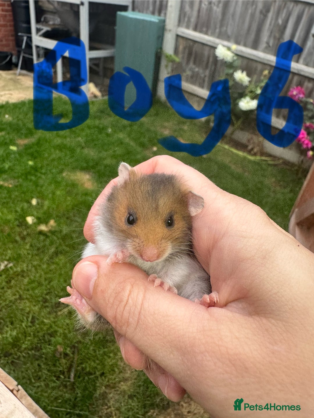 Hamster rodents for sale: Baby syrian hamsters males and females - Image 11