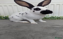 English Spot rabbits for sale: Old English spots ready to go to their new homes  - Image 2