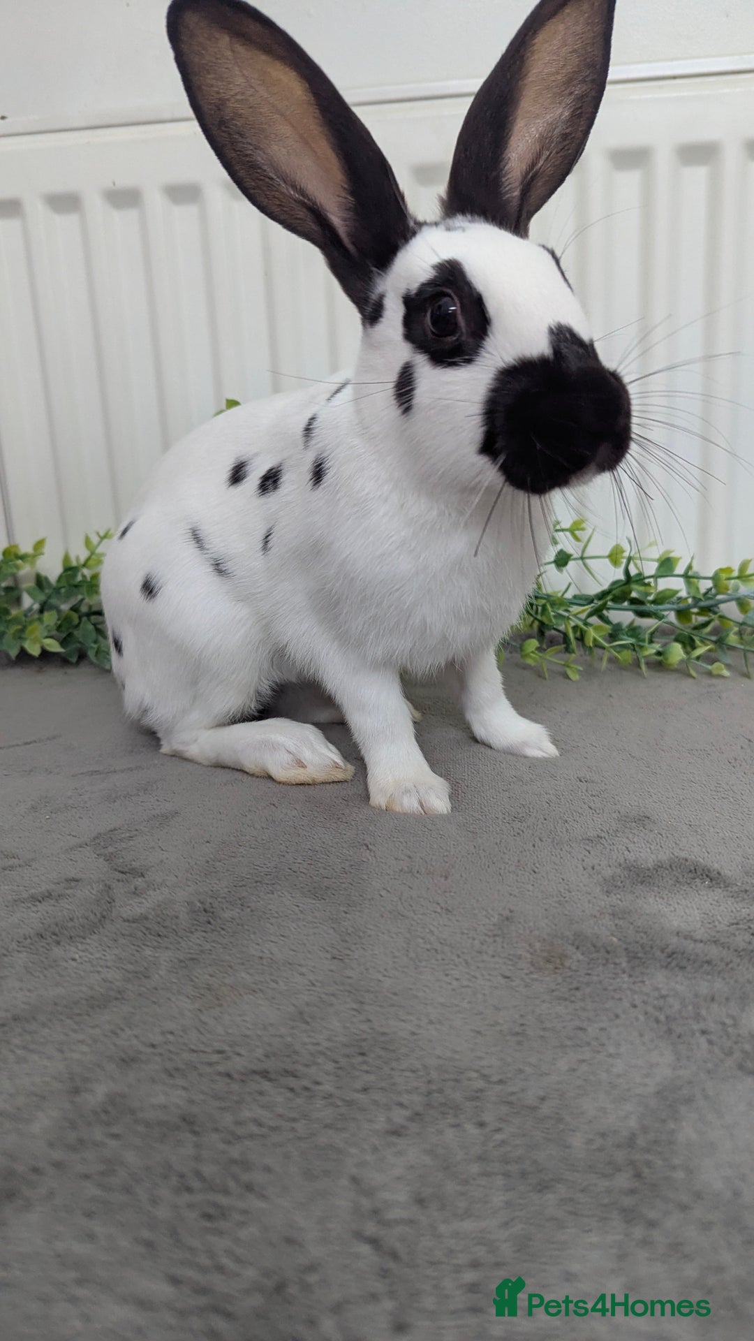 English Spot rabbits for sale: Old English spots ready to go to their new homes  - Image 2