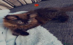 British Shorthair cats for sale: Shadow - Image 2